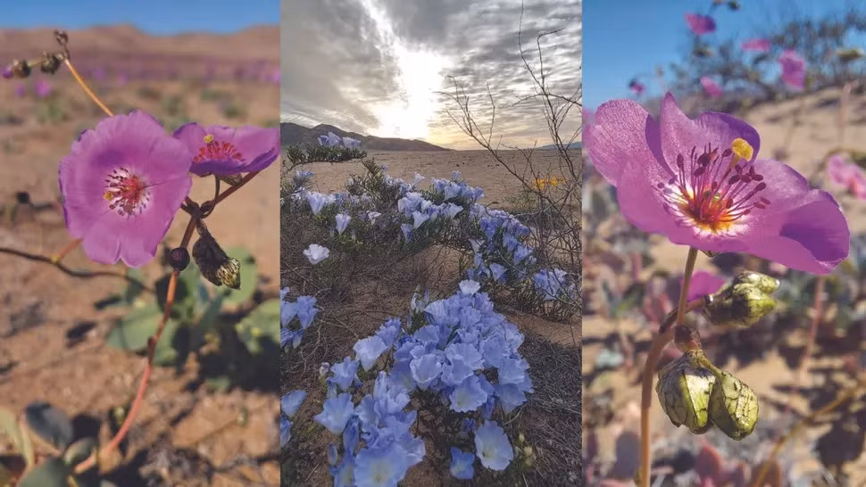 Vào năm 2022, chính phủ Chile tuyên bố thành lập một công viên quốc gia mới ở sa mạc Atacama nhằm bảo tồn những loài hoa quý hiếm cùng hệ động vật hoang dã gồm các loài côn trùng, bò sát và chim.