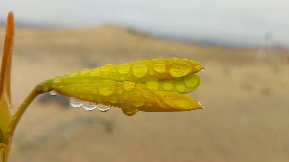 Trong đợt nở hoa vào mùa Xuân, hơn 200 loài hoa khoe sắc trên khu vực rộng khoảng 15.000 km2.