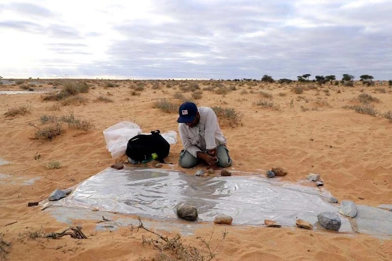 Hóa thạch "bọ ba thùy Pompeii" nguyên vẹn tới mức khó tin, giúp các chuyên gia giải mã những bí ẩn về nó.