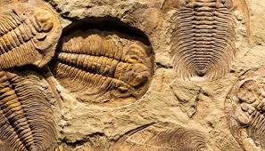 Tính đến nay, các nhà khoa học đã xác định được hơn 20.000 loài bọ ba thùy. Theo đó, bọ ba thùy trở thành một trong những loài động vật biển thời tiền sử được nghiên cứu nhiều nhất.