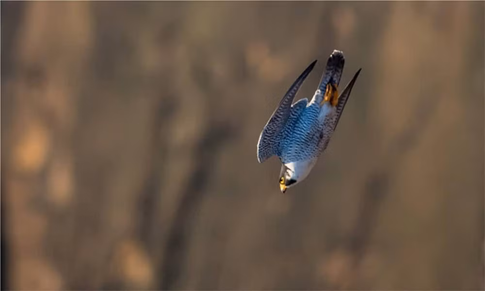Chim ưng Peregrine (Falco peregrinus) là loài động vật nhanh nhất trên thế giới và có thể đạt tốc độ lên tới 220 dặm/h (354 km/h) khi lao đi trong không trung vào lúc chúng săn các loài chim khác. Tốc độ bay thông thường của chúng nằm trong khoảng từ 40 đến 60 dặm/h (64 đến 97 km/h).