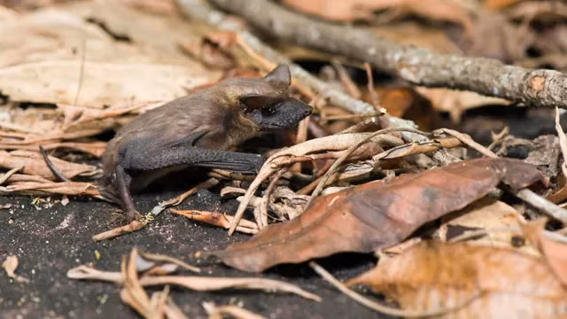 Một nghiên cứu vào năm 2016 được công bố trên tạp chí Royal Society Open Science cho thấy, dơi đuôi tự do Brazil (Tadarida brasiliensis) bay với tốc độ 44,5 m/giây, hoặc 100 dặm/h (160 km/h).