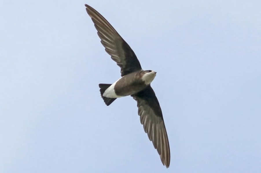  Yến đuôi nhọn họng trắng (White-throated needletail) có thể bay với vận tốc tối đa là 171 km/h.