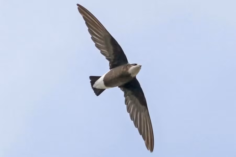  Yến đuôi nhọn họng trắng (White-throated needletail) có thể bay với vận tốc tối đa là 171 km/h.