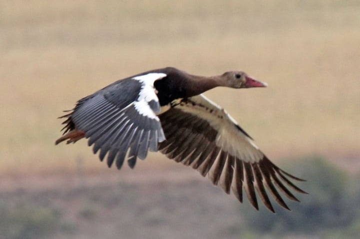 Ngỗng cựa cánh (Spur-Winged Goose): Tuy có sải cánh tối đa chỉ 55 cm nhưng loài chim thuộc họ vịt này có thể đạt tốc độ tối đa lên tới 142 km/h.