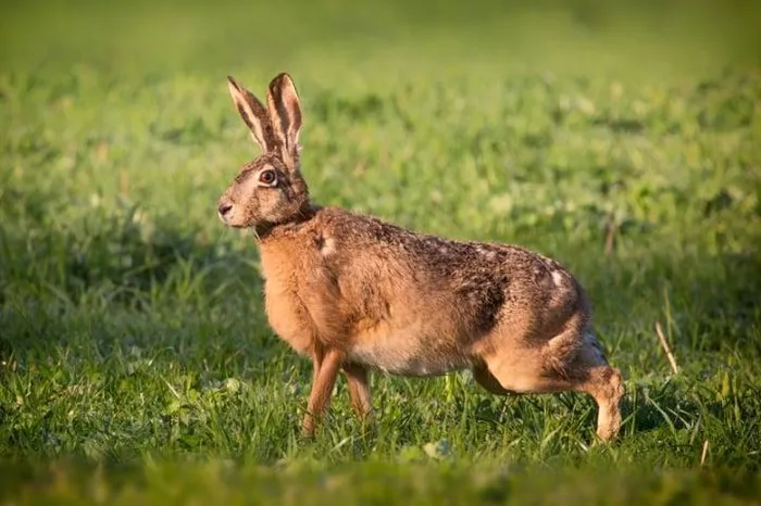Thỏ nâu (Brown Hare): Tuy có chiều dài tối đa 53 cm cùng trọng lượng chỉ 3,8 kg nhưng thỏ nâu có thể “phi nước đại” với vận tốc 77 km/h.