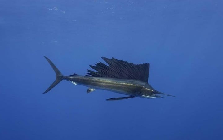 Cá buồm (Sail Fish): Đây là loài cá nhanh nhất trên thế giới hiện nay. Vận tốc bơi của nó có thể chạm ngưỡng 110 km/h.