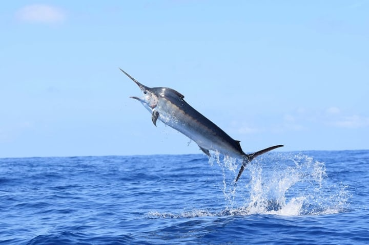 Cá cờ xanh (Marlin): Trong số các loài động vật sống dưới nước, cá cờ xanh chỉ chậm hơn cá buồm. Vận tốc cao nhất mà loài cá này có thể đạt được là 80 km/h