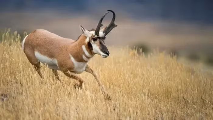 Theo Barnyards &amp; Backyards, một tạp chí hợp tác với Đại học Wyoming, linh dương sừng nhánh (Antilocapra americana) là loài động vật có vú nhỏ, có móng ở Bắc Mỹ, có thể đạt tốc độ tối đa lên tới 60 dặm/h (97 km/h). Điều này có nghĩa là linh dương sừng nhánh là loài động vật nhanh thứ hai trên cạn.