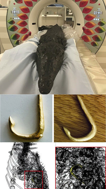 Thêm nữa, các chuyên gia phát hiện bên trong đường tiêu hóa của con cá sấu có khá nhiều viên đá nhỏ được gọi là gastrolith. Số đá này tập trung ở đoạn trên đường tiêu hóa.