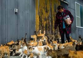 Đảo Aoshima từng là nơi sinh sống của hơn 900 người vào năm 1990. Ban đầu, người dân đưa mèo tới đảo để bắt chuột. Theo thời gian, số lượng mèo ngày càng tăng thêm. Trong những thập kỷ tiếp theo, một số người dân lần lượt rời đảo để tới các thành phố trên đất liền sinh sống, làm việc. Ngày nay, hòn đảo trở thành địa điểm du lịch nổi tiếng Nhật Bản.