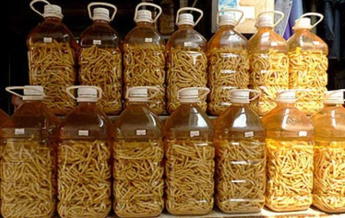 Những con sâu chít tươi rói có màu trắng sữa, căng mọng sau khi được lấy ra thường được thả trong chậu rượu nhạt. Ngoài cách sử dụng phổ biến nhất là ngâm rượu uống, sâu chít có thể được sao khô, nấu cháo. Ảnh: Dân Trí.