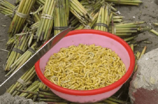 Sâu chít tươi là một “đặc sản” thiên nhiên nổi tiếng của tỉnh Điện Biên. Sâu chít vốn là ấu trùng của loài bướm Brihaspa astrostigmella, sống ký sinh bên trong thân cây chít, cây le, cây đót vào mùa đông. Sâu chít có nhiều chất bổ dưỡng. Ảnh: Monngonmienbac.net.