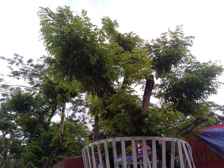 Vào buổi tối, luôn có hai bảo vệ túc trực để canh giác cho hàng sưa đỏ. 