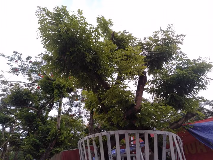 Vào buổi tối, luôn có hai bảo vệ túc trực để canh giác cho hàng sưa đỏ. 