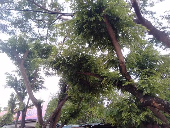 Hàng cây sưa đỏ tại nơi đây đang phát triển rất tươi tốt.