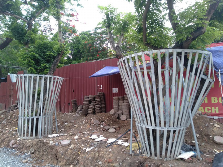 Trước đó, để phục vụ, thực hiện dự án cầu vượt nút giao đường Hoàng Quốc Việt - Nguyễn Văn Huyên (Hà Nội), đơn vị thi công đã dịch chuyển 34 cây sưa đỏ lùi vào trong so với vị trí ban đầu. 