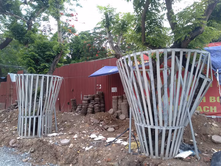 Trước đó, để phục vụ, thực hiện dự án cầu vượt nút giao đường Hoàng Quốc Việt - Nguyễn Văn Huyên (Hà Nội), đơn vị thi công đã dịch chuyển 34 cây sưa đỏ lùi vào trong so với vị trí ban đầu. 