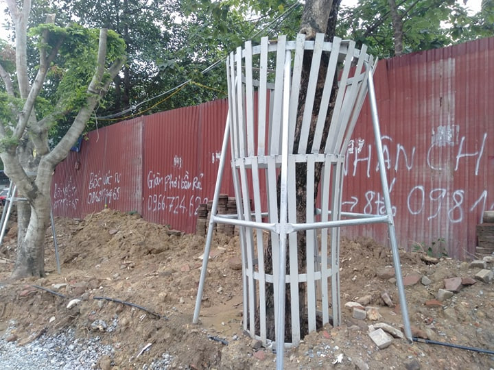 Đồng thời lên phương án tổ chức cắt cành, tỉa ngọn đảm bảo cây sinh trưởng tốt, hợp mỹ quan sau khi di chuyển.