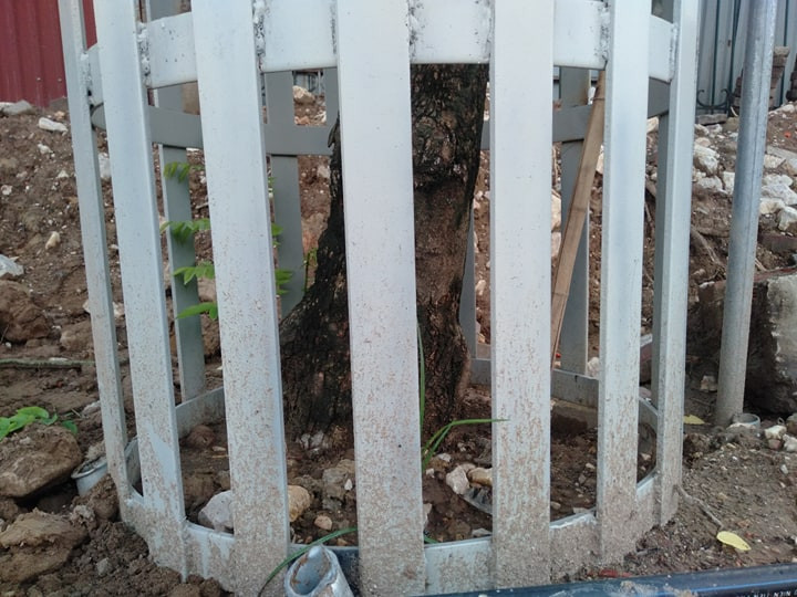 Những hàng rào này được thiết kế từ sát gốc cho đến ngang thân cây, kèm theo đó là có trục chống đỡ để giúp cây không bị đổ. 