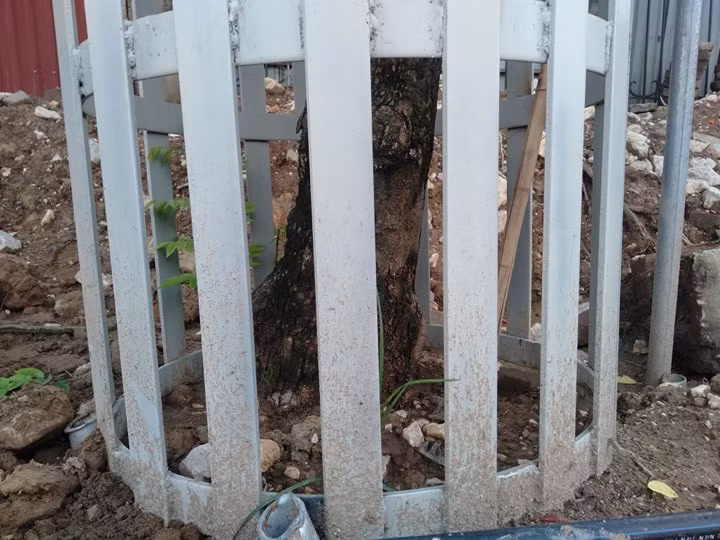 Những hàng rào này được thiết kế từ sát gốc cho đến ngang thân cây, kèm theo đó là có trục chống đỡ để giúp cây không bị đổ. 