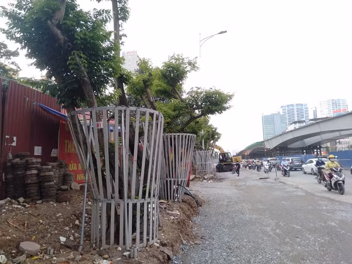 Để bảo vệ hàng cây sưa đỏ quý hiếm trên đường Nguyễn Văn Huyên (Cầu Giấy, Hà Nội) khỏi trộm cắp, thành phố Hà Nội cho lắp đặt, nhiều lớp hàng rào sắt xung quanh từ gốc đến thân từng cây một, cắt cử bảo vệ trông coi đêm đề phòng trộm cắp.