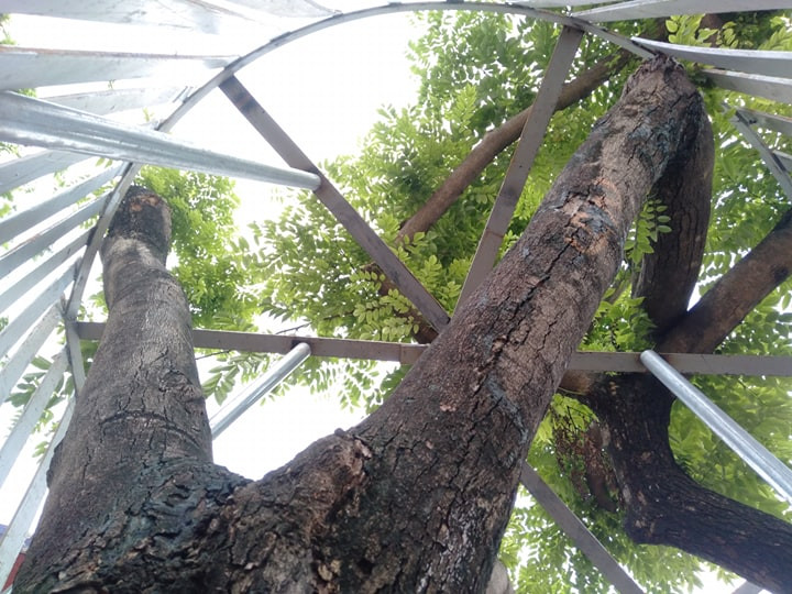 Phía bên trong hàng rào sắt vẫn tạo đủ không gian để đảm bảo cho cây sinh trưởng và phát triển bình thường.