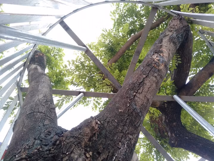 Phía bên trong hàng rào sắt vẫn tạo đủ không gian để đảm bảo cho cây sinh trưởng và phát triển bình thường.