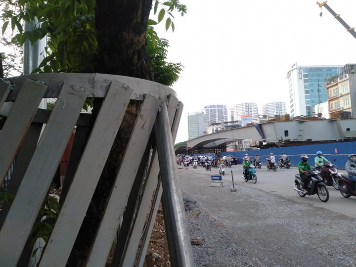 Theo Ban quản lý dự án, sau khi hoàn tất việc thi công công trình, các cây sưa này sẽ được trồng tại vỉa hè của nút giao mở rộng, trở thành điểm nhấn về mỹ quan đô thị. 