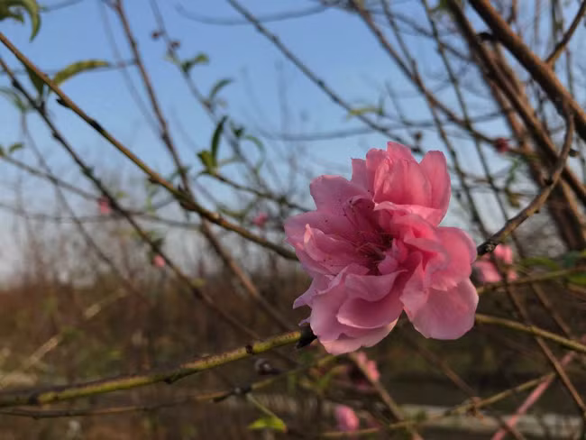 Dao no som, nguoi dan ru nhau mua ve choi Tet Duong lich-Hinh-14
