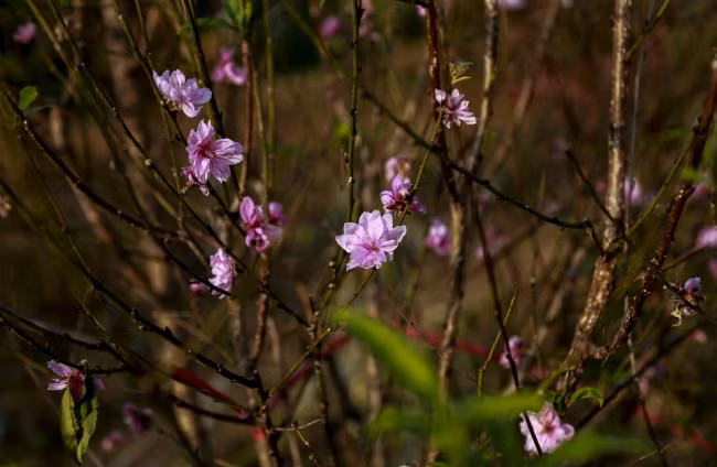 Dao no som, nguoi dan ru nhau mua ve choi Tet Duong lich-Hinh-17