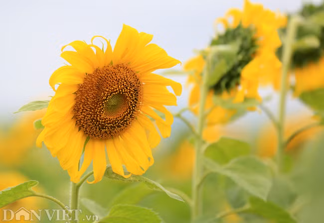 Anh: Canh dong hoa huong duong dep nhat Viet Nam bat dau no ro-Hinh-3