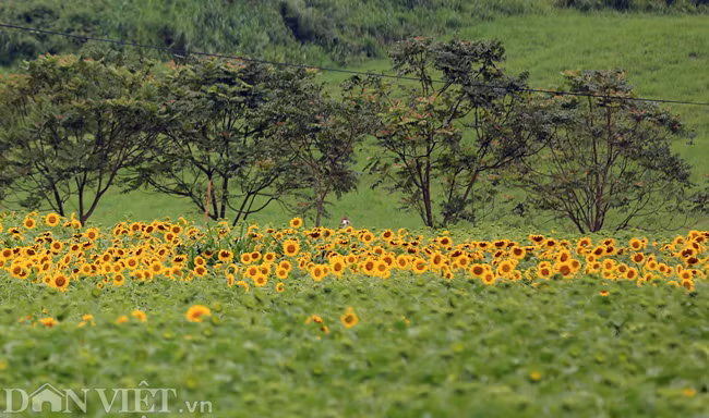 Anh: Canh dong hoa huong duong dep nhat Viet Nam bat dau no ro-Hinh-6