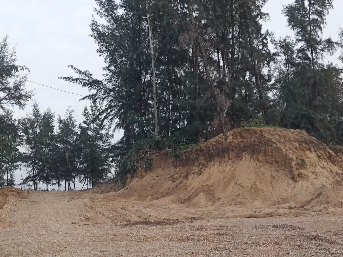 Vì quyết định 3230 của Thanh Hóa mà hiện giờ rừng cây phi lao ven biển đang bị tàn phá nghiêm trọng, diện tích sụt giảm nhanh chóng.