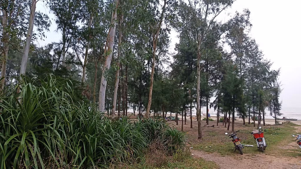 Theo Quyết định 3230, Quảng Xương không còn rừng phòng hộ ven biển, vậy khi xem những hình ảnh này, lãnh đạo tỉnh Thanh Hóa sẽ gọi rừng cây trong hình là gì?