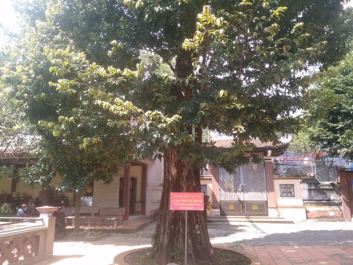 Cuc doc ngoi chua Mot Cot co mot khong hai o Sai Gon-Hinh-11