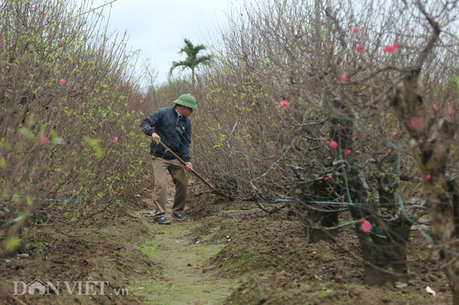 Vuon dao dep nhat Ha Noi vang bong nguoi dip Tet duong lich-Hinh-5