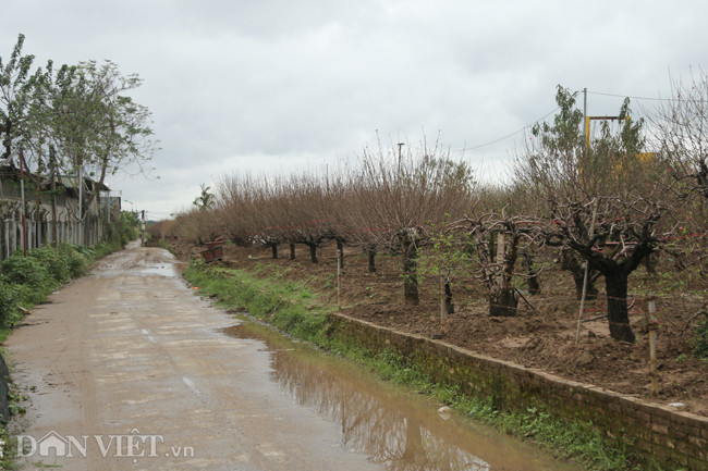 Vuon dao dep nhat Ha Noi vang bong nguoi dip Tet duong lich-Hinh-10