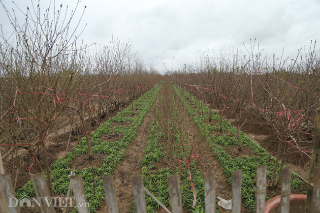 Vuon dao dep nhat Ha Noi vang bong nguoi dip Tet duong lich-Hinh-4