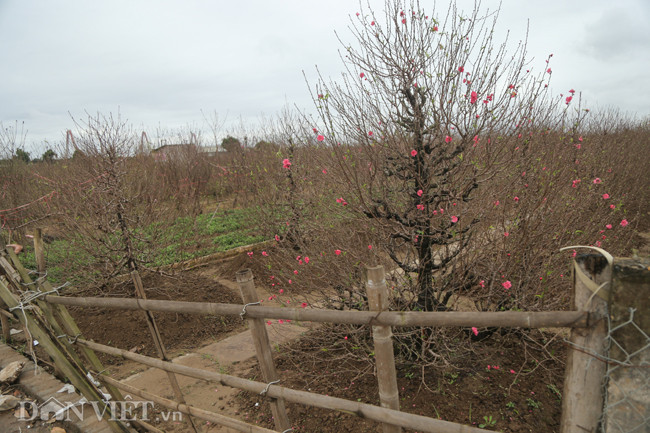 Vuon dao dep nhat Ha Noi vang bong nguoi dip Tet duong lich-Hinh-7