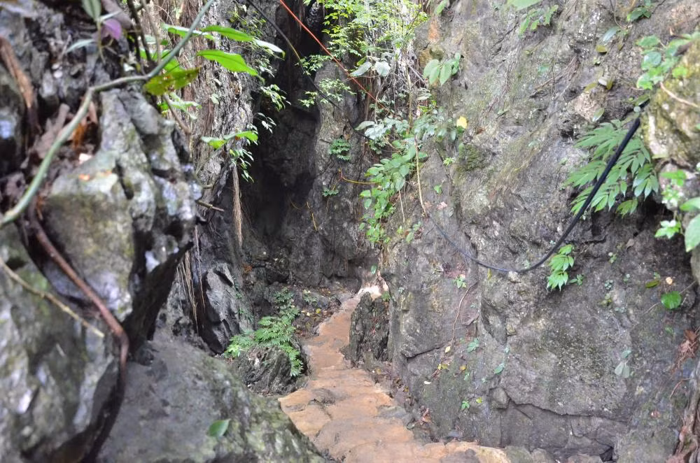 Hơn nữa, phần lớn gốc quýt được trồng trong các lân đá đều có tuổi đời từ vài chục năm, vì thế sản lượng cho thu hoạch sẽ không cao.