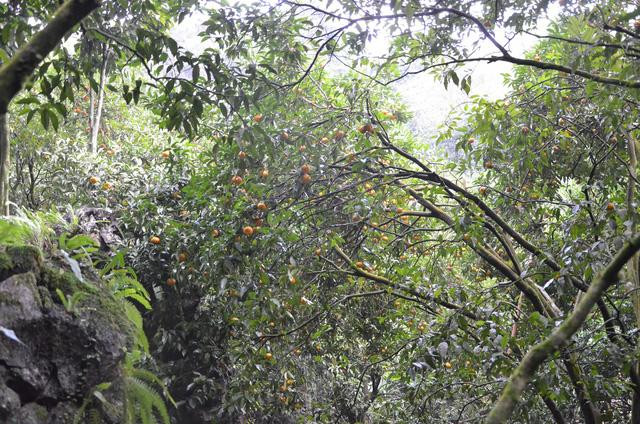 Giá vé để vào thăm khu vườn quýt Hang Hú trong lân đá này là 20.000đ đối với người lớn và 10.000đ đối với trẻ em. Điều đặc biệt là mặc dù quýt trong lân khá hiếm, nhưng giá bán tại đây cũng khá mềm, chỉ với các mức giá 25.000đ, 20.000đ và 15.000đ/kg cho khách thoải mái lựa chọn.