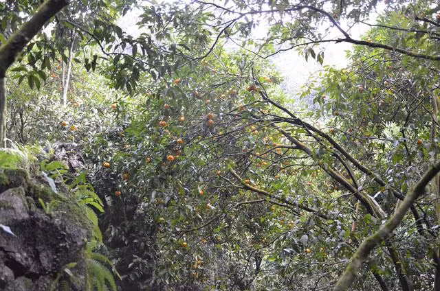 Giá vé để vào thăm khu vườn quýt Hang Hú trong lân đá này là 20.000đ đối với người lớn và 10.000đ đối với trẻ em. Điều đặc biệt là mặc dù quýt trong lân khá hiếm, nhưng giá bán tại đây cũng khá mềm, chỉ với các mức giá 25.000đ, 20.000đ và 15.000đ/kg cho khách thoải mái lựa chọn.