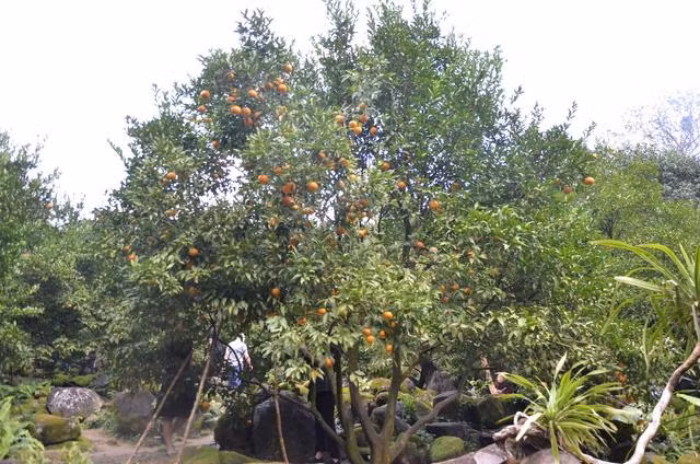 Những món ăn được chế biến tương đối hấp dẫn và ngon miệng, giá cả phải chăng.