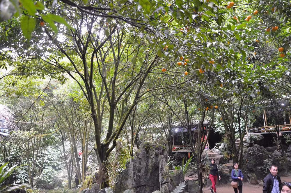 Vườn quýt có tuổi đời nhiều chục năm.