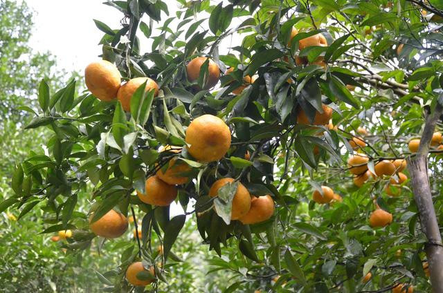 Sau khi trải qua đoạn đường - được ví như những nấc thang lên thiên đường, du khách sẽ được chiêm ngưỡng cả một lân quýt (thung lũng quýt) xen lẫn các mố đá nhấp nhô, lởm chởm mà cây nào, cây ấy đều cao vút.