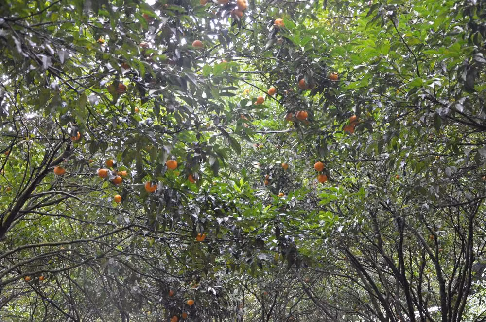 Một vườn quýt trong lân đá hiện ra, cơ man nào là quýt.