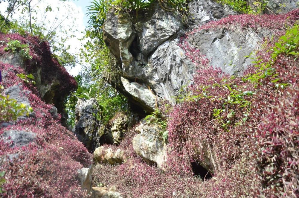 Tuy nhiên, không phải ai cũng may mắn mới được thưởng thức những trái quýt Bắc Sơn được trồng tại các lân đá. Bởi những vườn quýt được trồng trong các lân đá này cực hiếm. Để có thể vào được trong vườn quýt này, du khách phải leo lên vách núi đá với độ cao chừng 5 – 7m. Tiếp đó, du khách sẽ đi theo một lối đi nhỏ, len qua các vách đá, bậc đá được bao phủ bởi một lớp thảm tím ( những đám thài lài tía), cùng tán cây rừng lối.