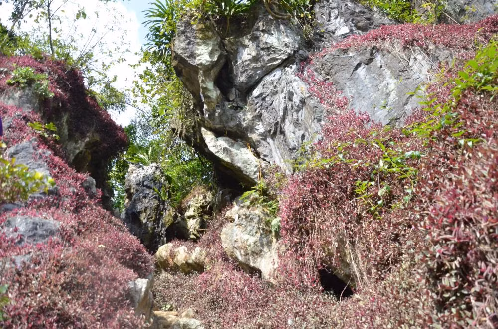 Tuy nhiên, không phải ai cũng may mắn mới được thưởng thức những trái quýt Bắc Sơn được trồng tại các lân đá. Bởi những vườn quýt được trồng trong các lân đá này cực hiếm. Để có thể vào được trong vườn quýt này, du khách phải leo lên vách núi đá với độ cao chừng 5 – 7m. Tiếp đó, du khách sẽ đi theo một lối đi nhỏ, len qua các vách đá, bậc đá được bao phủ bởi một lớp thảm tím ( những đám thài lài tía), cùng tán cây rừng lối.