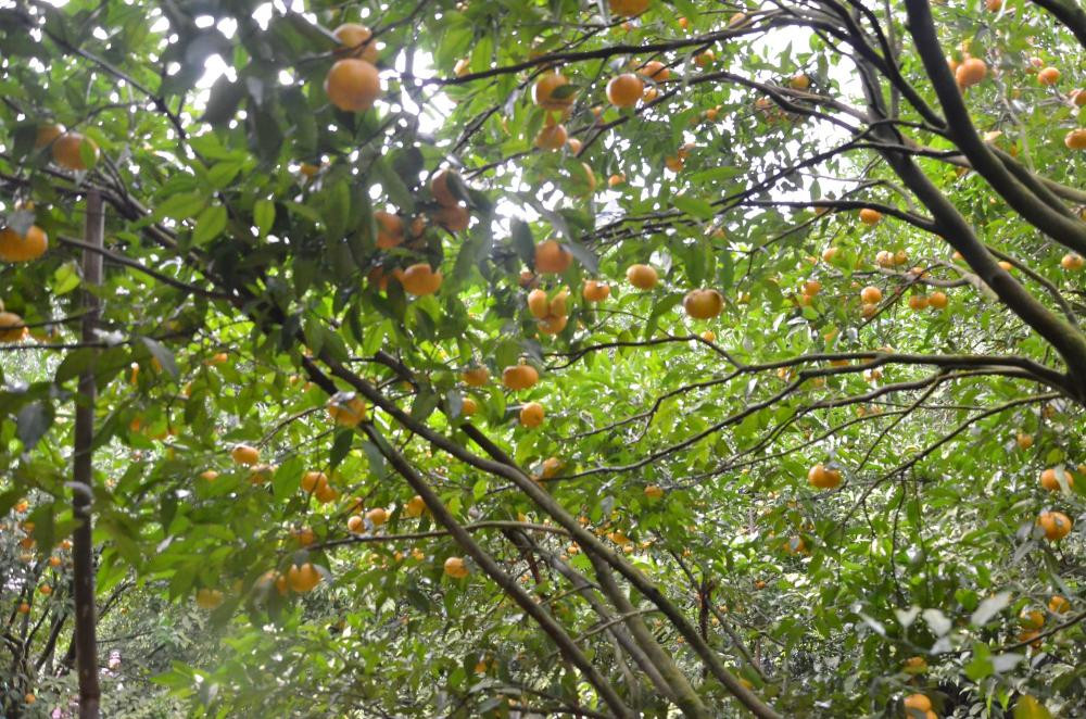 Tại đây, du khách cũng có thể đặt các xuất ăn trưa để thưởng thức các món ăn đặc trưng ngay dưới những tán quýt xum xuê.